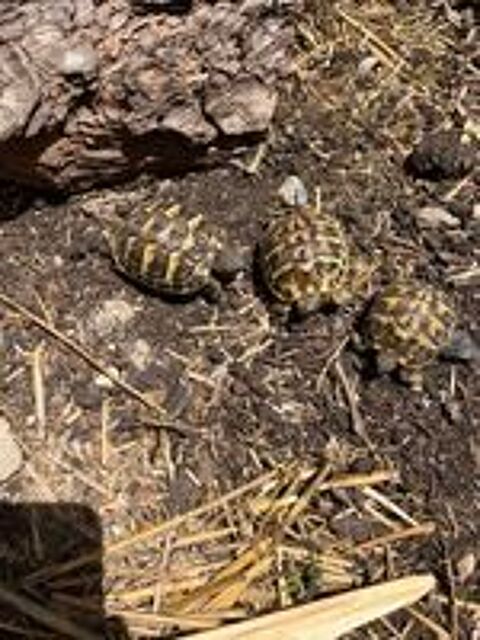   Bébés tortue  