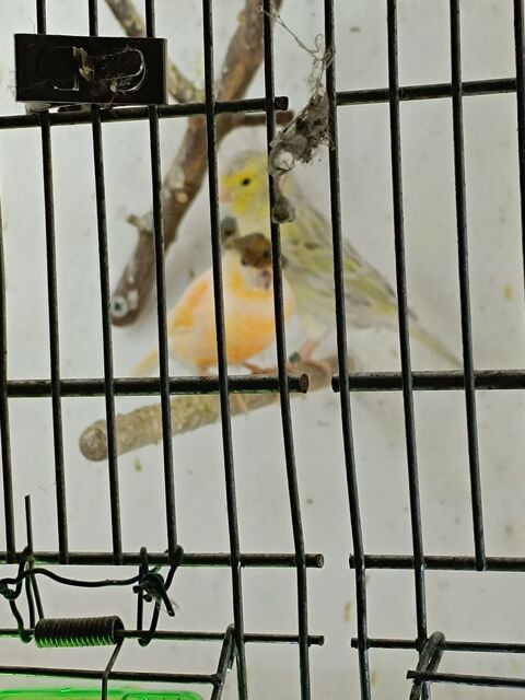 Canaris arlequin portugais, mosaique jaune et verdiers mutat 30 59230 Saint-amand-les-eaux