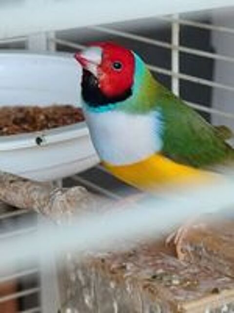   Bonjour je cherche  changer des diamants de gould 