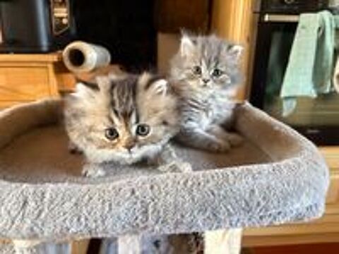   Chatons Persan LOOF  