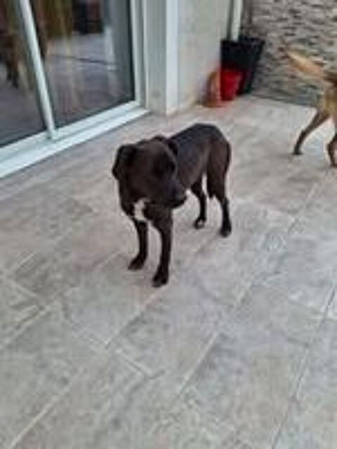   Chien BOUNTY à l adoption 