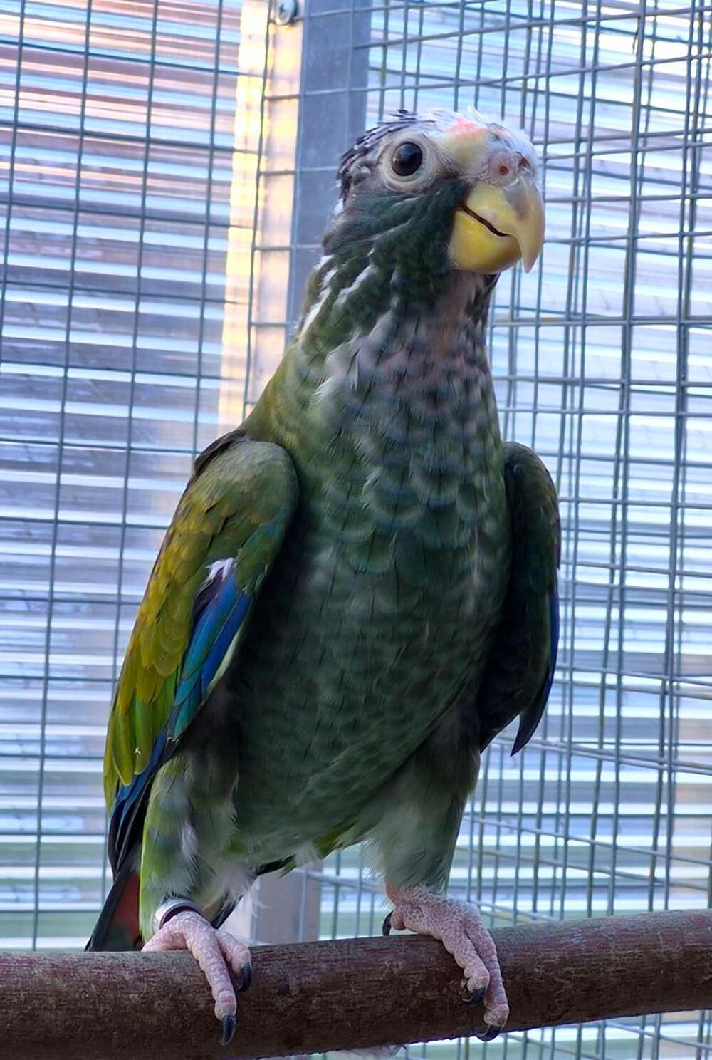   Perroquet pionus senilis  