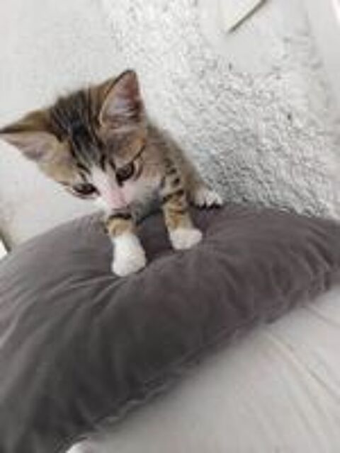   CHATON 