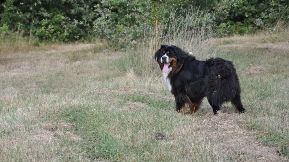   Magnifique mâle bouvier bernois 3 ans lof confirmé 