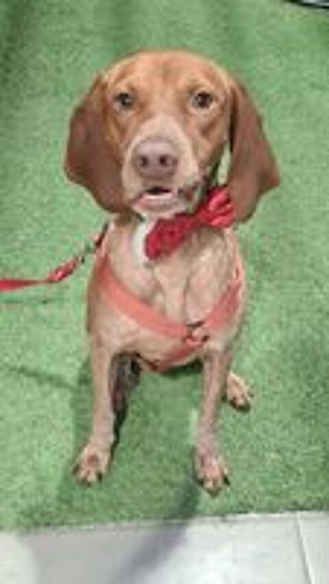   UNIK mâle type pointer 3 ans 