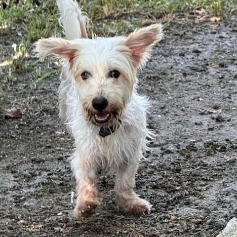 ✨️ IMSIDA ✨️ 🐶 350 75008 Paris