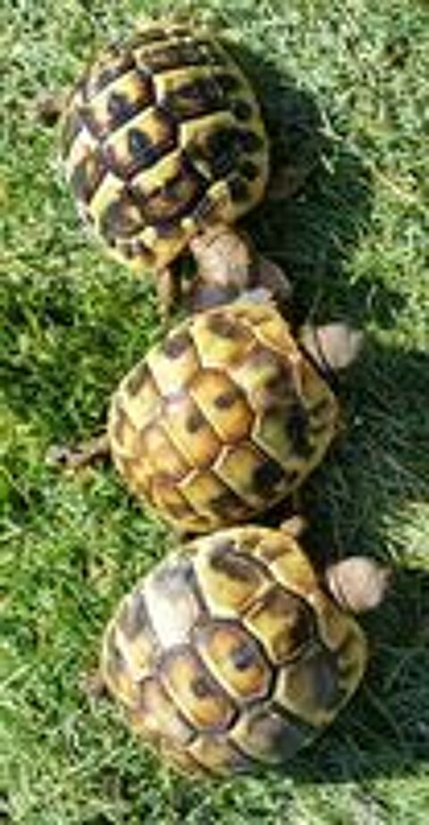   Incubateur Tortues terrestres 