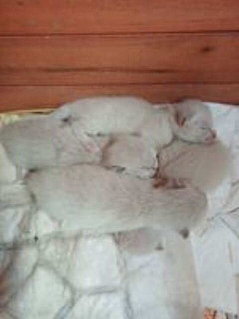   Chatons siamois mâle et femelle 