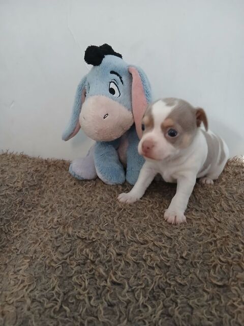 Chiot femelle chihuahua 800 13015 Marseille