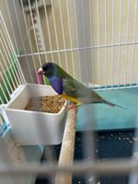   Diamant de Gould  