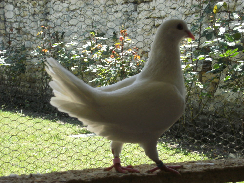   Pigeons reproducteurs hubbell blanc 