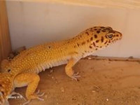   Lézard Gecko Léopard Mâle, âgé de 2 ans, en parfaite s 
