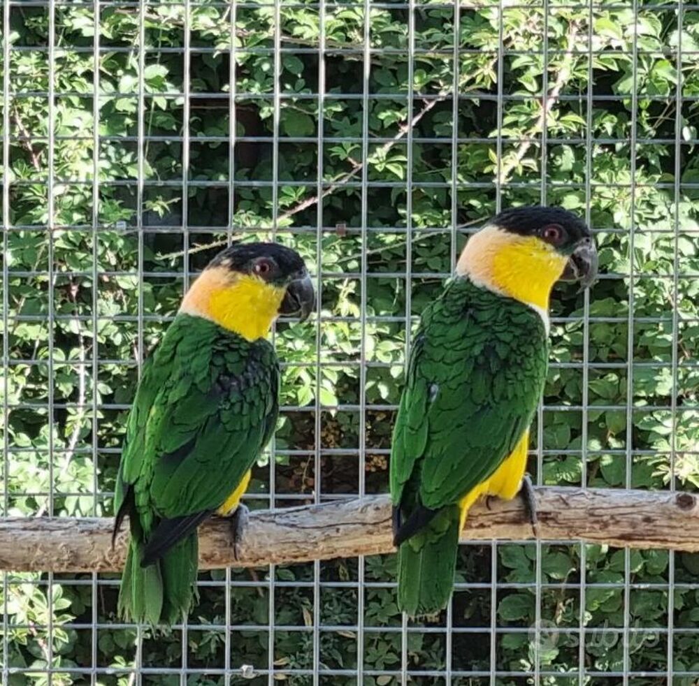   Caiques PALLIDUS  