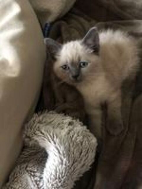   chaton femelle  