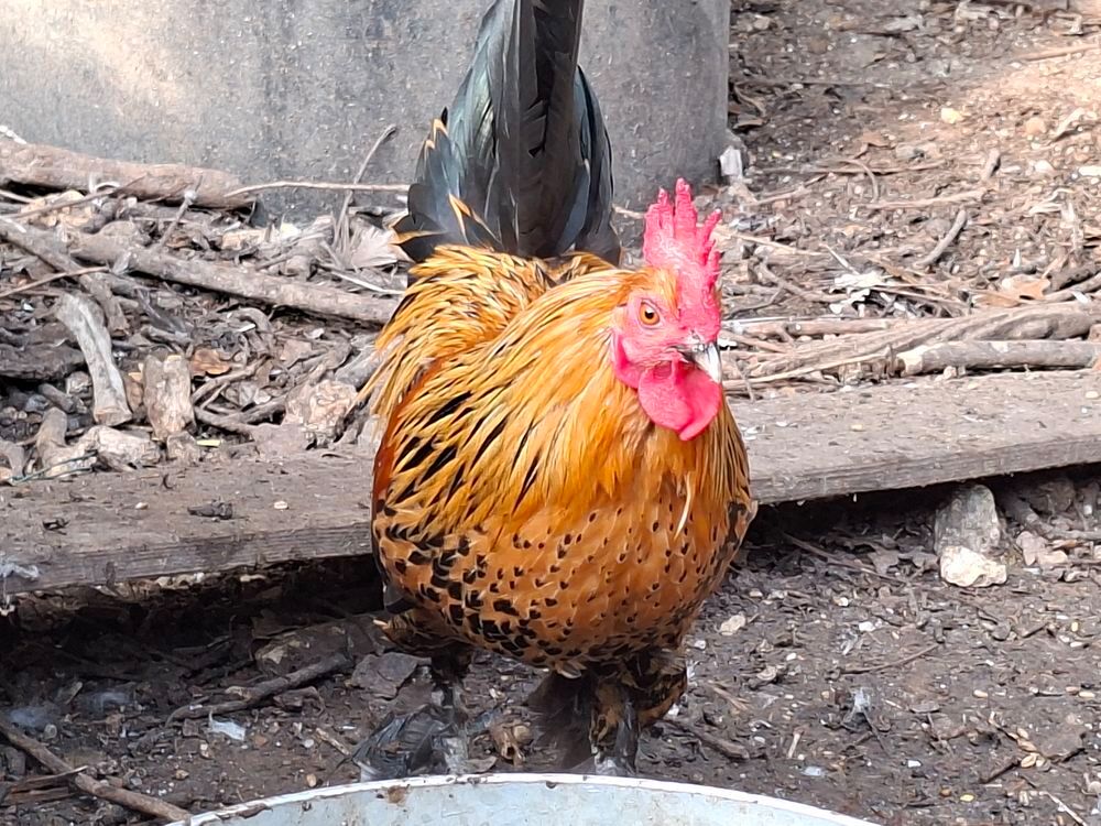   coq nain type gaulois doré 