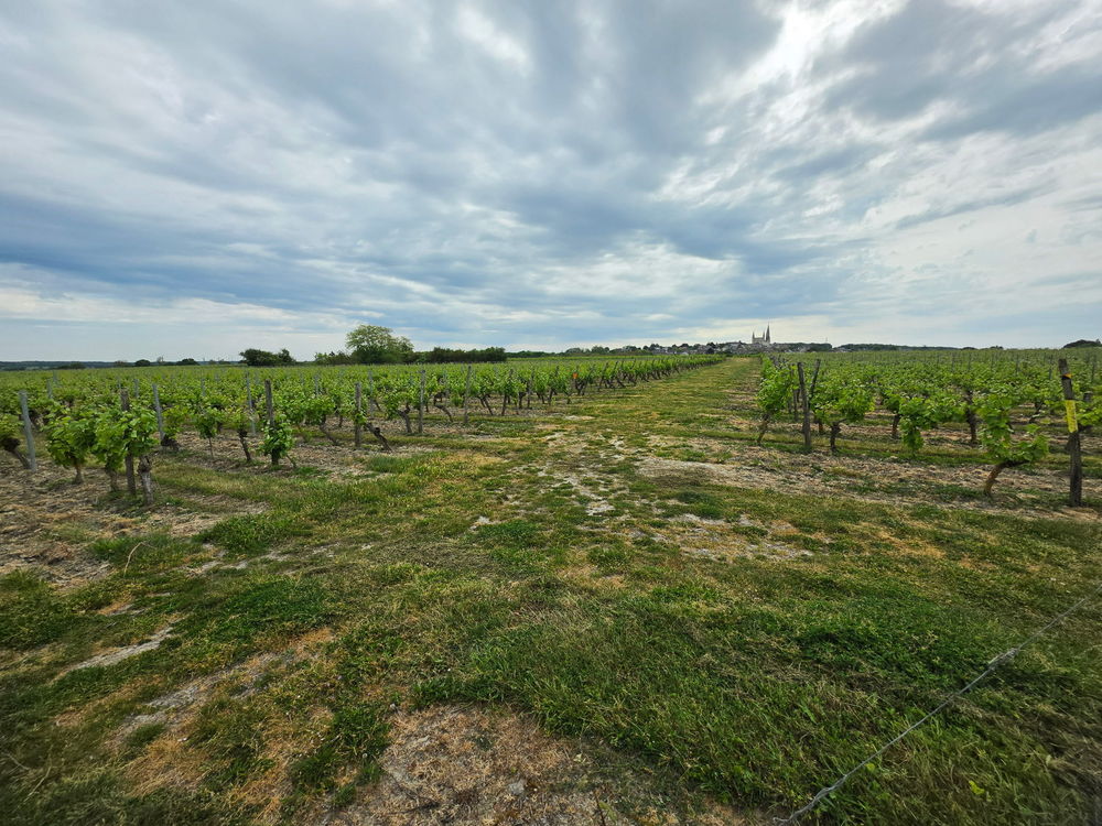 Vente Terrain Terrain viticole Le puy-notre-dame