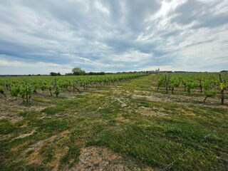  Terrain � vendre 260000 m� Le puy-notre-dame