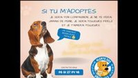   PCASSO MALE 2 ANS A SAUVER D'GYPTE  