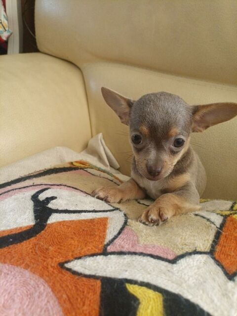 Chihuahua a reserver 800 45300 Manchecourt