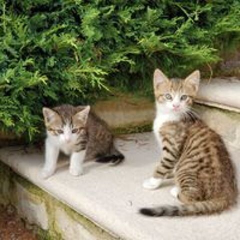   Don de chatons 