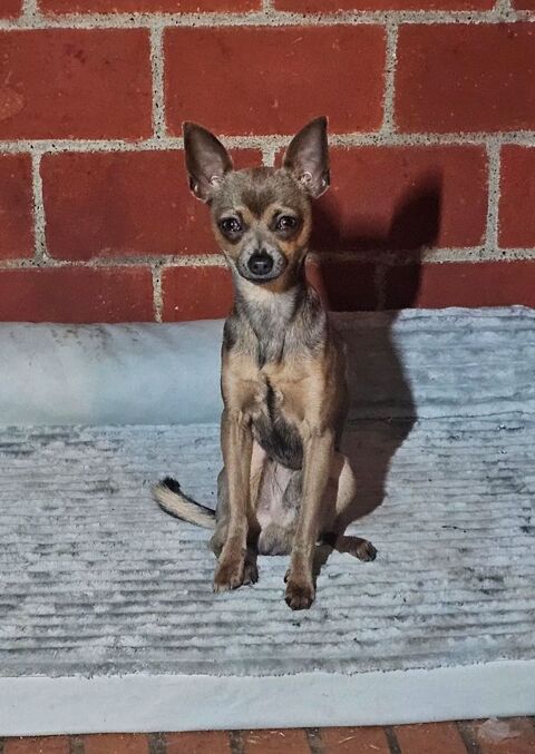 ratier de Prague /chihuahua 650 31230 Montbernard