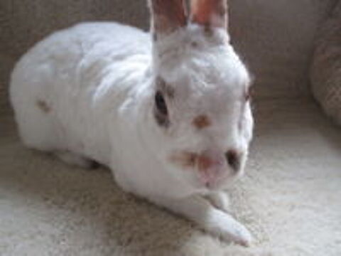   jeune lapine Extra Naine , poils REX, st�rilis�e 