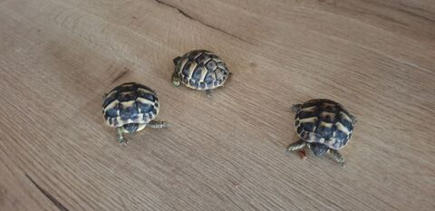 BEBE tortues 45 84170 Monteux