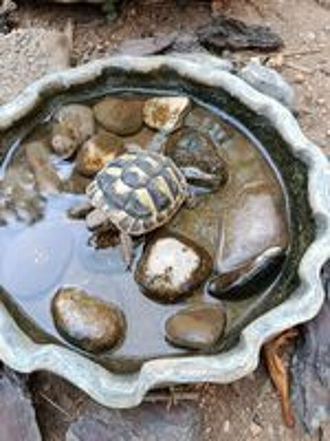   Tortues de jardin 