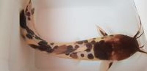   Silure grenouille 