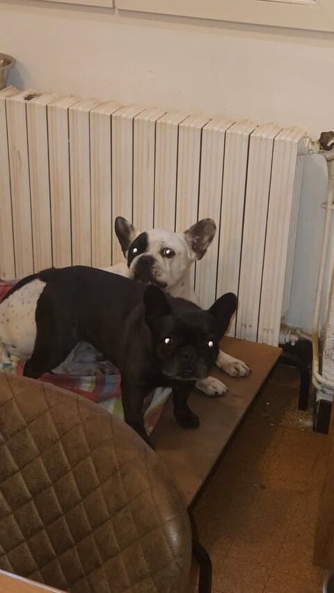 Chien LOL et MILKA à l adoption 250 30130 Pont-saint-esprit