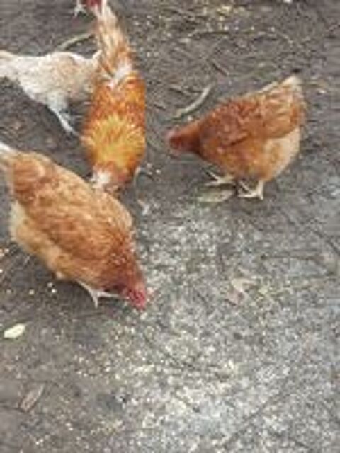  Poules pondeuses rousses 