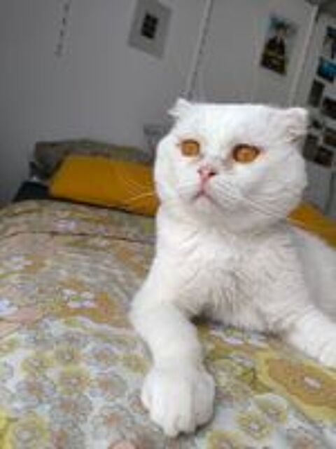   Nestor,  2,5 ans, un amour de chat typé Scottish Fold 