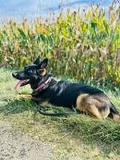   Chien PEPSI à l adoption 
