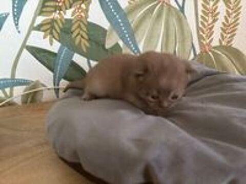   Chatons british shorthair LOOF couleur rare 