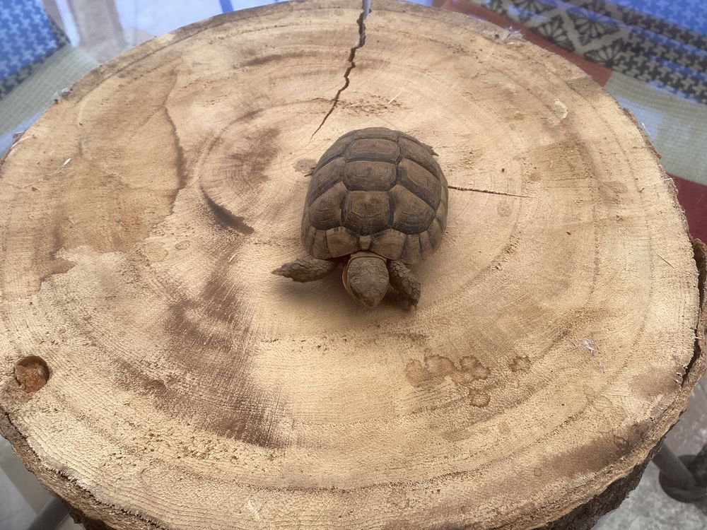   Tortues grecques  