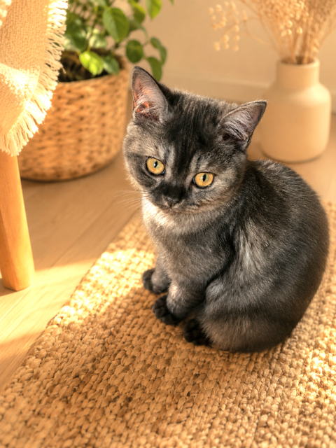Chaton british shorthair LOOF 1100 59230 Saint-amand-les-eaux