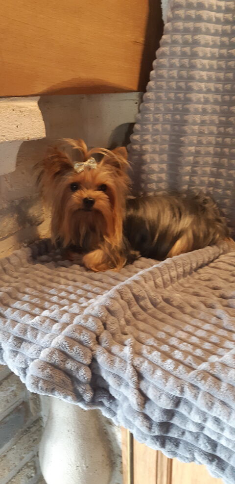 Petit mâle Yorkshire disponible pour saillie 59143 Watten