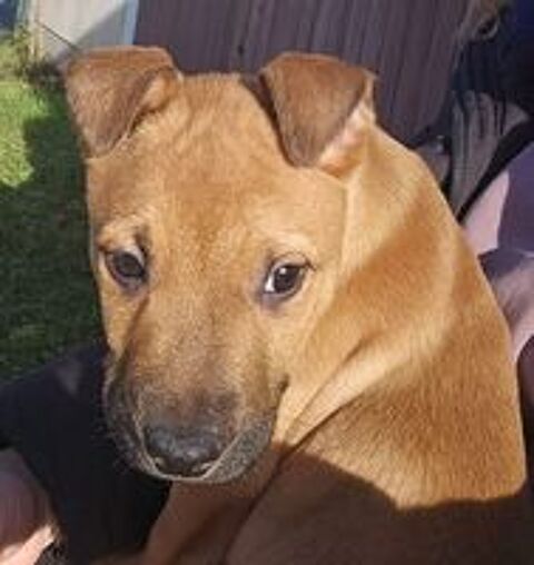   Lior, chiot crois� malinois � adopter 