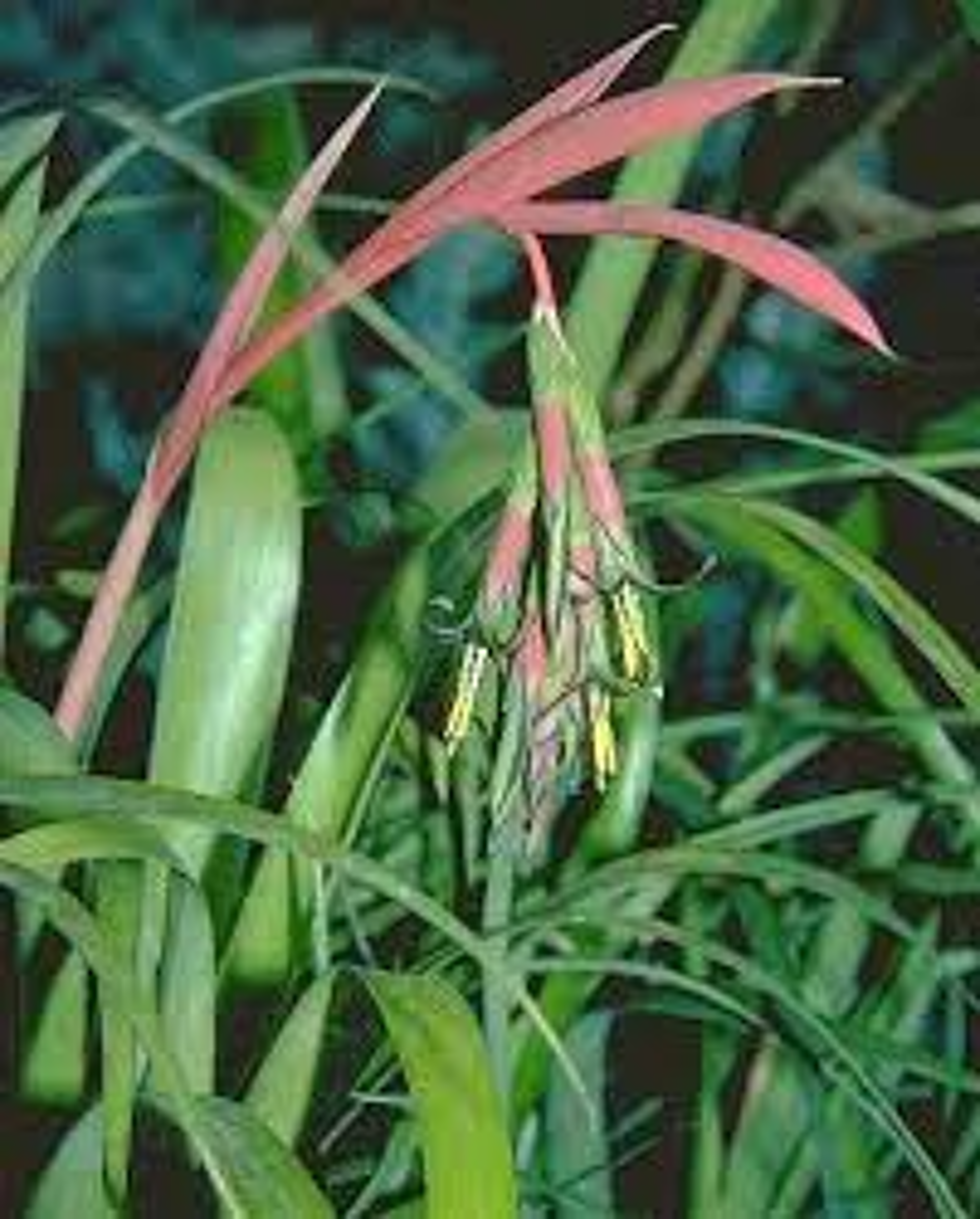 Billbergia nutant Jardin