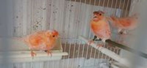   Canari77  