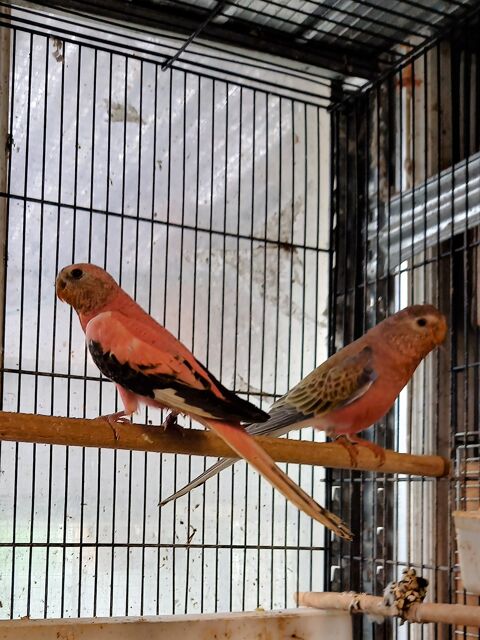 RECHERCHE PERRUCHES DE BOURKE MÂLES, COULEUR INDIFFERENTE 
0 85000 La roche-sur-yon