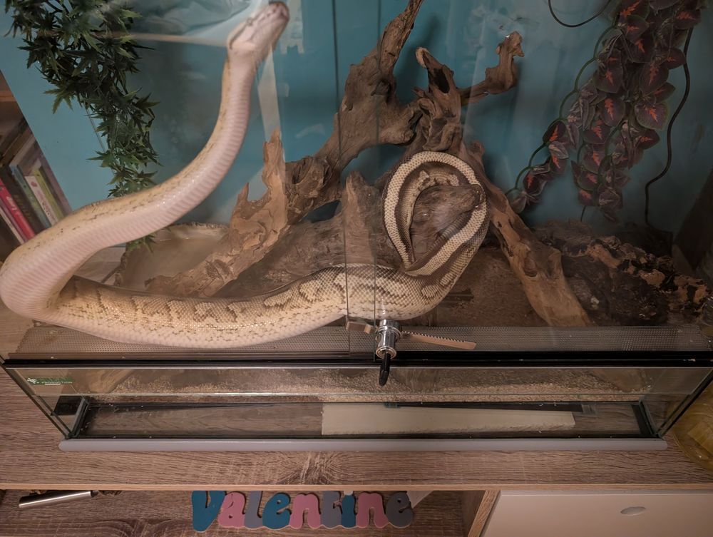   Python regius mâle de 5 ans 