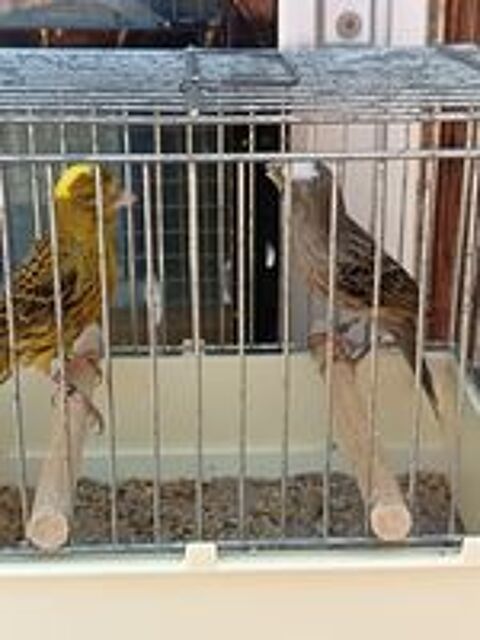   Couple Canaris lizar 