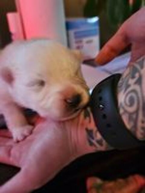   Chiots Samoyèdes LOF disponibles  