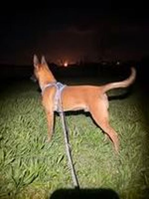   Chien THOR à l adoption 