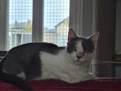 SKÖLL 210 60000 Beauvais