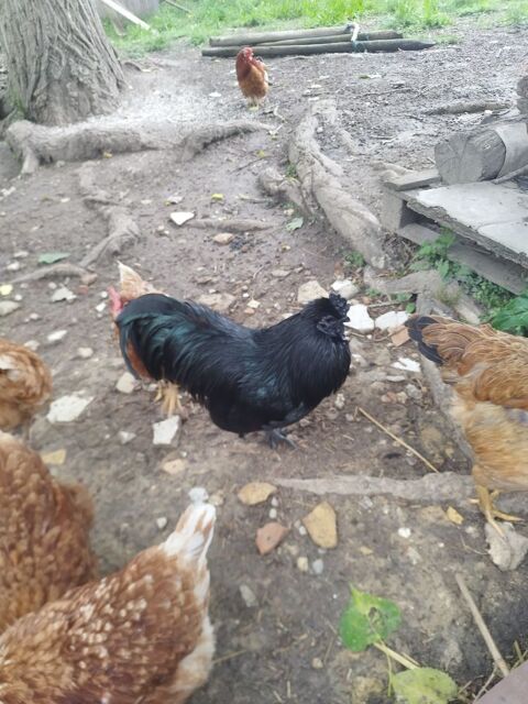 Ayam Cemani 40 33910 Saint-ciers-d'abzac