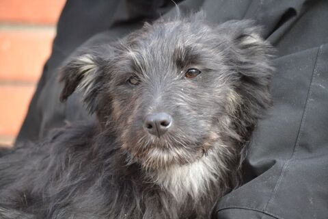 EVITA🩷 chiot crois&eacute;e Border Collie femelle,  tellement belle 220 24140 Douville