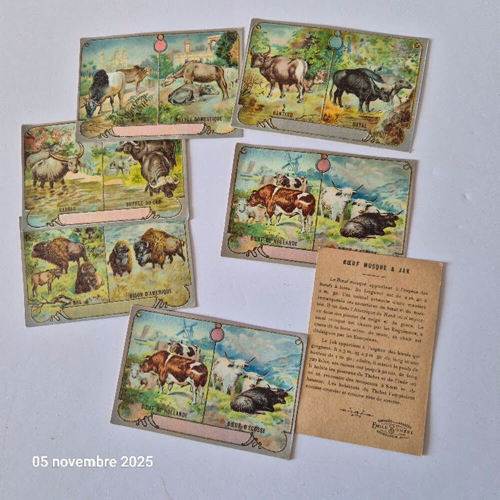 Lot de images chicor&eacute;e avec des vaches, bisons, buffles, ka 