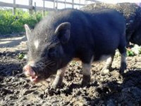   CHARMEUR, adorable cochon nain  l'adoption 